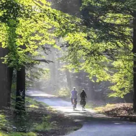 Toetje Op De Veluwe * Hoenderloo