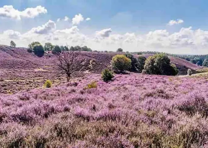 Toetje Op De Veluwe 木屋